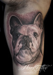 mark-tattoo-torrejon-ardoz-tatuaje-retrato-brazo-biceps-bulldog-frances